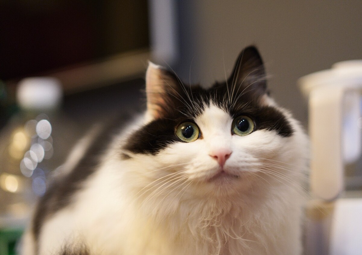 虚拟币老猫(虚拟币alice)